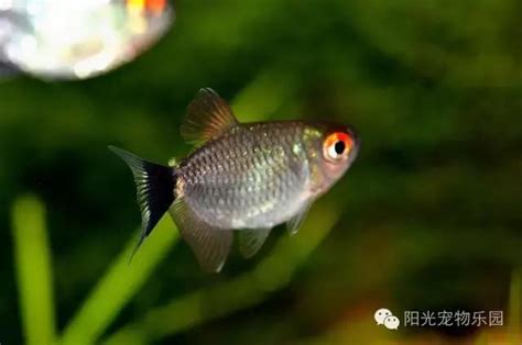 好養的小魚|小型魚缸適合養的十種魚